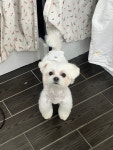 디어댕