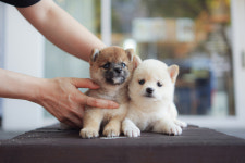 아담스펫 강아지분양 고양이분양 창원점