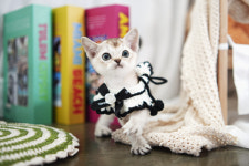 아담스펫 강아지분양 고양이분양 창원점