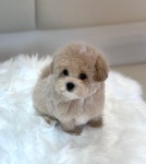 부산강아지분양 브라비펫