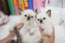 아담스펫 강아지분양 고양이분양 창원점