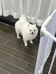 디어댕