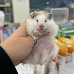 달빛햄스터리 수원점