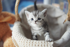 아담스펫 강아지분양 고양이분양 창원점