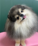 특별하개