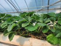 도란도란딸기농장