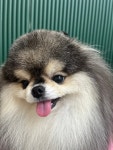 특별하개