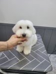 비달살롱