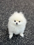 애견유치원 애견호텔 애견미용 개린이세상