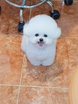 멍멍아산책가자