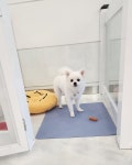편안한댕