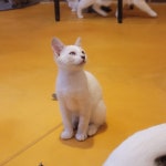 청춘고양이카페