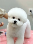 후즈독