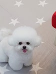 멍멍아산책가자
