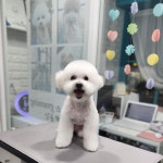 그 남자의 grooming샵 공간