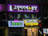 캣츠앤몬스터 고양이카페&분양