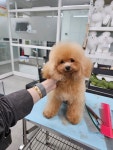 천호화이트애견미용학원