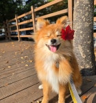 털로덮인친구들 수원광교점