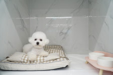 도그베이 미사점