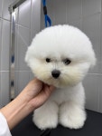 퍼피팸퍼