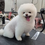 펫&쇼핑