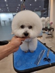 펫&쇼핑