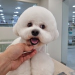 펫&쇼핑