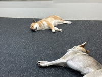 도그와트 애견유치원 호텔 미용