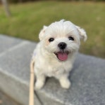 루앤멍 24시 애견유치원 애견호텔 미용