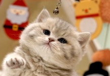 라온캣 부산화명점