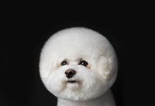 비쇼네 이대점