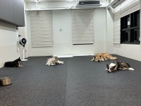 도그와트 애견유치원 호텔 미용