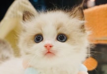 라온캣 부산화명점