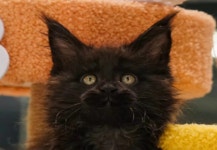 라온캣 부산화명점