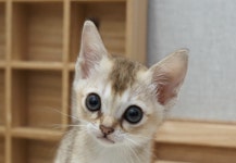 라온캣 부산화명점