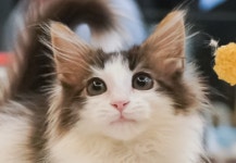 라온캣 부산화명점