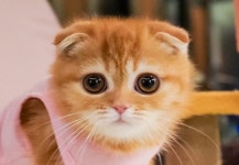 라온캣 부산화명점