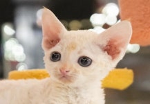 라온캣 부산화명점