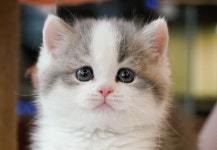 라온캣 부산화명점