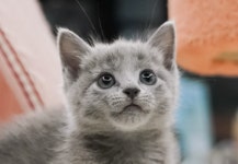 라온캣 부산화명점