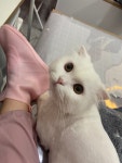 고양이무마취미용 묘갱살롱