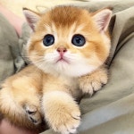 네발하우스 고양이전문 마포점