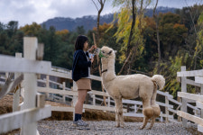 가평양떼목장