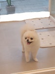 한남메이펫