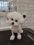 쁘띠르시앙
