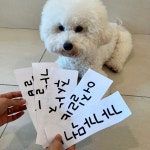 솔솔애견유치원