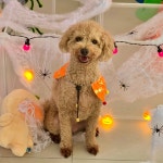 솔솔애견유치원