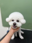 샤이멍