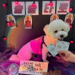 솔솔애견유치원