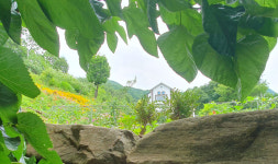 단지골몽상가